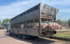 Gia Lai: Phát hiện xe tải chở 220 con heo nghi nhiễm dịch tả lợn châu Phi