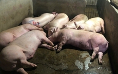 Đồng Nai: Triệt phá 3 điểm giết mổ heo “chui” xả thải thẳng ra suối