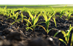 Dùng AI cách mạng hóa công cụ nông nghiệp