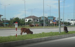 Trâu bò thả rông trên đại lộ lớn nhất Nghệ An, tai nạn rình rập người đi đường