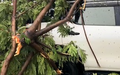Cây xanh đổ trúng ô tô ở Đà Nẵng, 6 người mắc kẹt trong xe