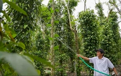 Đà Nẵng: Xã Phú Ninh duy trì đạt xã nông thôn mới sau sáp nhập