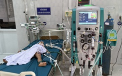 Gia Lai: Ba trẻ em bị ong vò vẽ tấn công, một em tử vong do sốc phản vệ