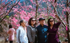 Đến Măng Đen ngắm hoa anh đào đón năm mới