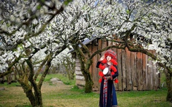 Lạc giữa “miền cổ tích” hoa mận Mộc Châu