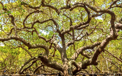 Cây đại thụ ở Brazil nhìn tựa cả cánh rừng, mang đến nguồn sống cho cả một vùng