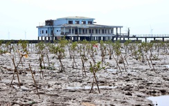 Cà Mau: Hơn 1.500 tỷ đồng phát triển rừng bền vững giai đoạn 2026 - 2030