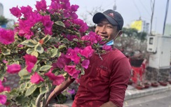 Chợ hoa Tết Bình Đông 2026: Không gian văn hóa lễ hội giữa lòng TP.HCM