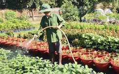 Cận tết Bính Ngọ 2026, nhà vườn Đồng Nai tất bật vào vụ hoa cao điểm