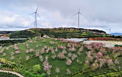 Lâm Đồng: Doanh thu du lịch dịp Tết Dương lịch ước đạt khoảng 1.200 tỷ đồng