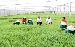 Hà Nội gắn quy hoạch nông thôn với chuyển đổi nghề, bảo đảm sinh kế cho nông dân