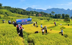 Rực rỡ sắc vàng giữa vùng sơn cước Tuyên Quang