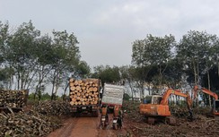 Gia Lai: Yêu cầu đảm bảo an toàn khai thác, vận chuyển gỗ cao su, không ảnh hưởng dân cư