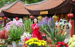 Quán hoa Hải Phòng: Rạng rỡ sắc xuân xưa giữa lòng đô thị hiện đại