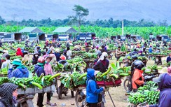 Nhộn nhịp chợ chuối lớn nhất miền Trung cận Tết, không bán lẻ từng buồng