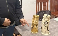 Hà Nội: Bắt giữ tài xế giấu tượng ngà voi trên ô tô