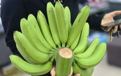 Nửa triệu một nải chuối xanh, hoa quả đua nhau tăng giá