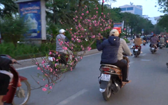 Chở đào, quất cồng kềnh coi chừng bị phạt nặng