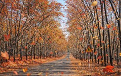 Du xuân nơi biên viễn ngắm rừng cao su thay lá đẹp nao lòng