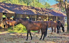 Những chú ngựa có sứ mệnh đặc biệt