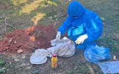 Đà Nẵng: Nhiều người bị chó cắn dương tính với virus bệnh dại