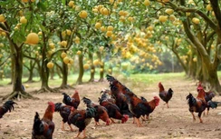 HADICO hướng tới nông nghiệp sinh thái, công nghệ cao và bền vững