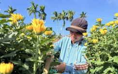 Cận cảnh làng hoa cúc lớn nhất miền Trung rộn ràng ngày cận Tết