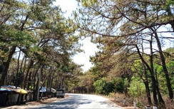 Gia Lai: Khẩn trương xử lý cây thông chết ven QL19, đảm bảo an toàn giao thông