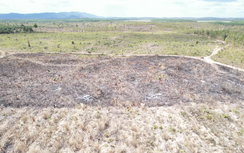 Gia Lai: Khởi tố 4 vụ phá trắng rừng với diện tích gần 90.00m²