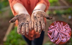 Bệnh Whitmore làm 23 người tử vong tại Thái Lan, Bộ Y tế khuyến cáo gì?