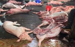 Vụ thịt lợn bệnh vào trường học ở Hà Nội: Nhóm cán bộ kiểm dịch thu khoảng 2,5 tỷ đồng