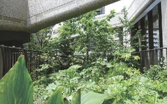 Mori Building expands green coverage, Hills projects reach 12 hectares of greenery in 2025