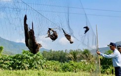 Khánh Hòa tìm giải pháp bảo tồn chim yến, phát triển bền vững thương hiệu Yến sào