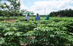 Bài 3: Sắn nhiều, nguyên liệu cho ethanol vẫn chưa chắc đủ