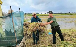 Bộ đội, công an, phụ nữ gặt lúa chạy lũ giúp nông dân Quảng Ngãi