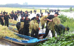 Chiến sĩ cảnh sát cơ động hỗ trợ người dân Tây Ninh gặt lúa chạy lũ