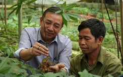 Sâm Lai Châu bén rễ vùng biên, mở hướng sinh kế mới cho người dân