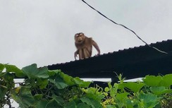 Khống chế thành công khỉ hoang tấn công trẻ em ở Quảng Ngãi