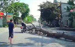 Tai nạn giao thông 9/9: Cây đổ trúng xe máy, người đàn ông tử vong tại chỗ