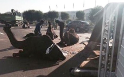 Xe tải đâm lạc đà, 5 người thiệt mạng