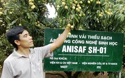 Vải thiều Việt Nam "xâm nhập" thị trường Mỹ