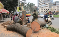 Chưa có cơ sở pháp lý chặt hạ 6.700 cây xanh