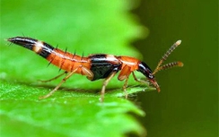 Kiến ba khoang tái xuất