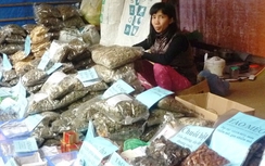 Thuốc Đông y "rởm" tràn ngập chùa Hương