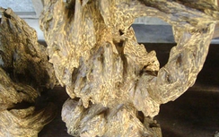 Đề xuất tăng thuế trầm hương, kỳ nam