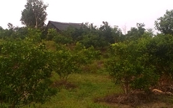 Hà Tĩnh: “Ngâm” bản án hơn 2 năm không chịu thi hành