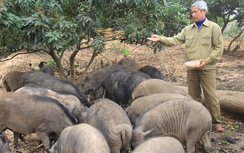 “Triệu phú lợn rừng” xứ Lạng
