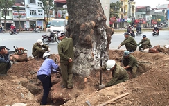 Hà Nội chưa báo cáo Chính phủ vụ chặt cây xanh