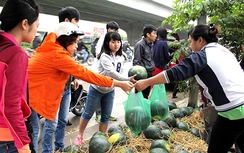 "Đắng lòng" trái dưa non Quảng Ngãi