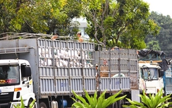 Lại ồ ạt sang tải trước cổng cảng Đà Nẵng